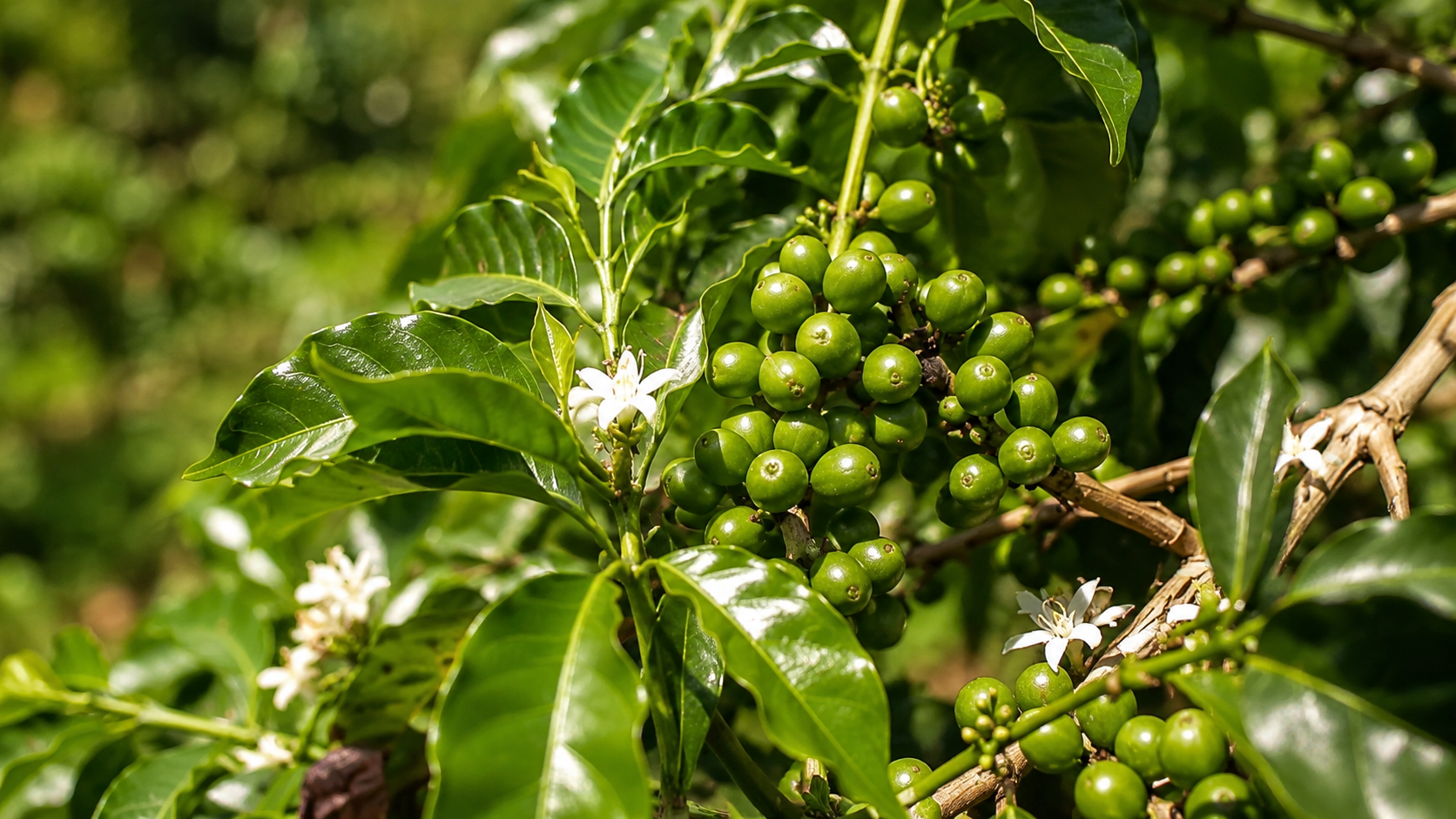 Plantação de café em Morgados